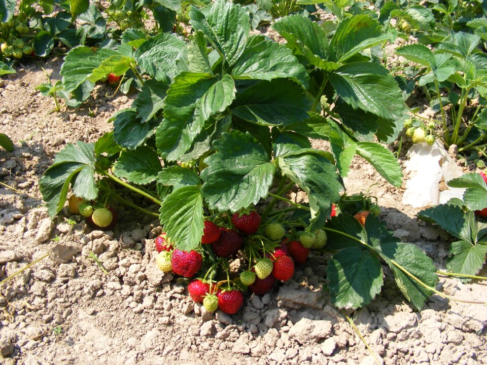 Agriculture field cultivation of strawberries