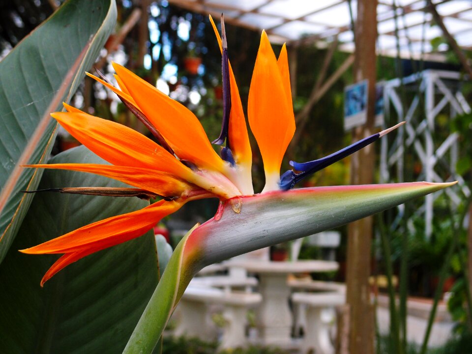 Flower orange