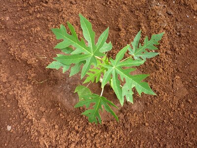 Seedling papaya papaya leaves