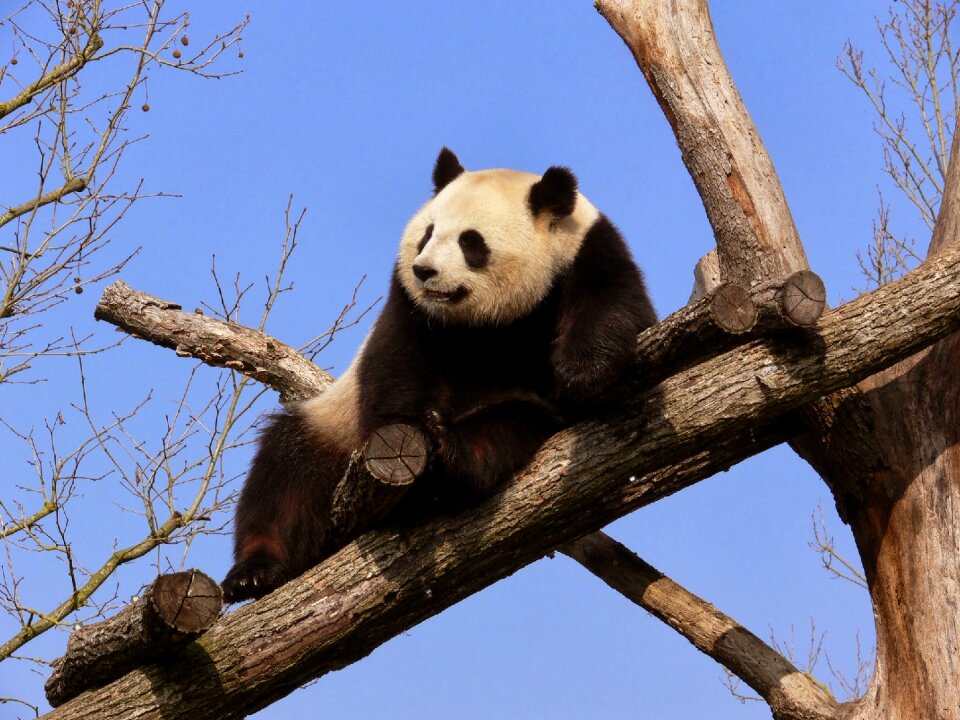 Little panda rest branches