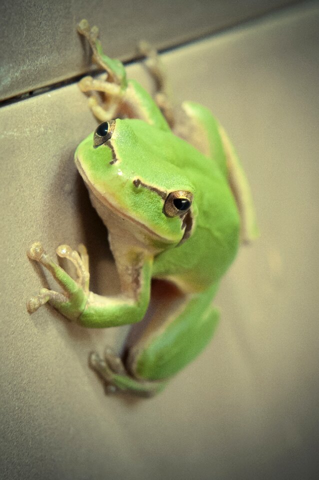 Tree frog climbing wall handle