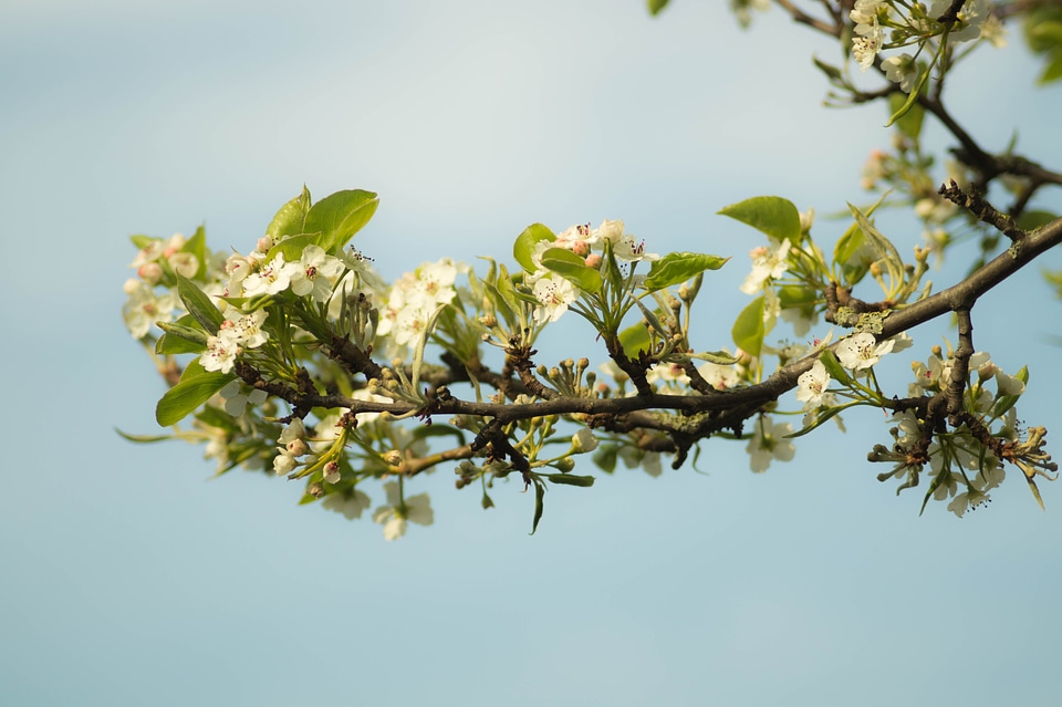 Sky blooming tree flowering tree