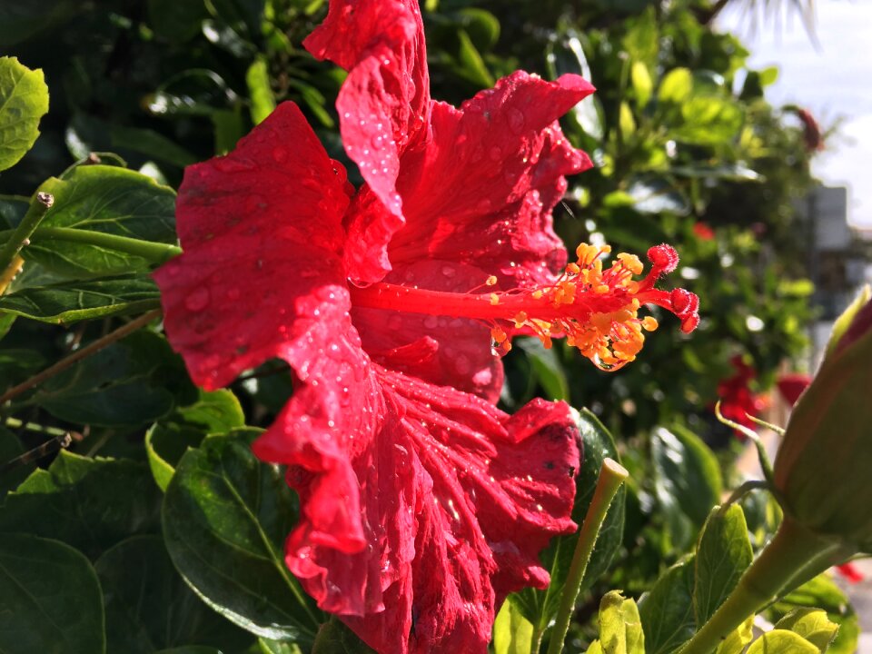 Red rose love