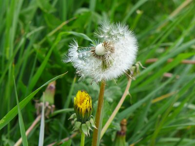 Plant flower seed