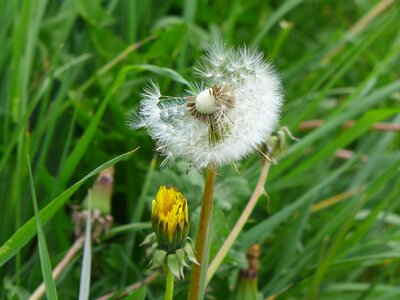 Plant flower seed photo