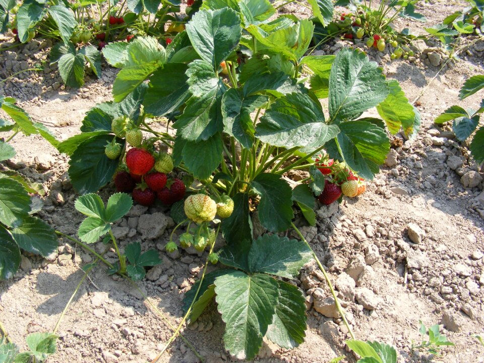 Agriculture field cultivation of strawberries