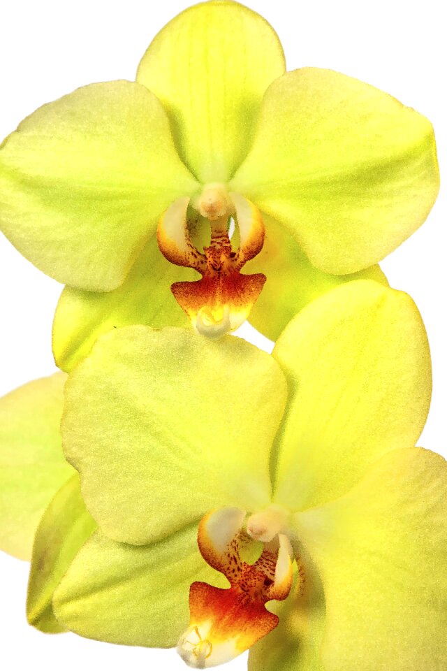 Yellow red orange