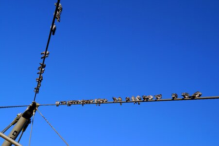Pigeons nature mood