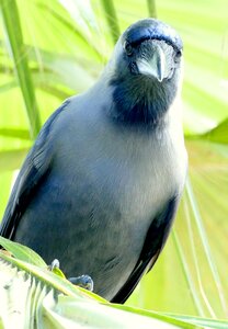 Raven bird black carrion crow photo
