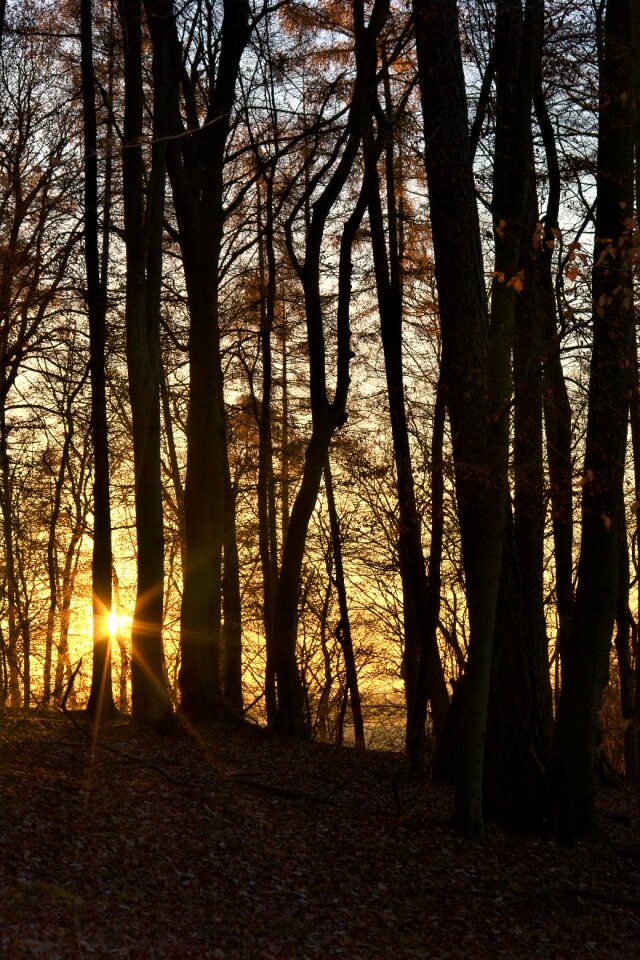 Abendstimmung evening sky forest