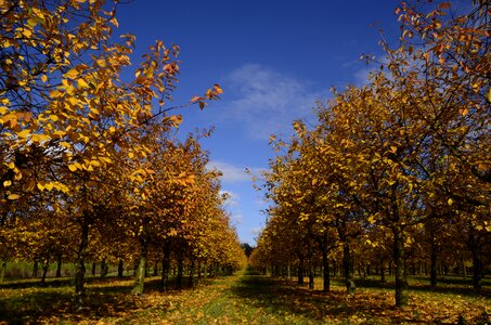 November colorful leaves