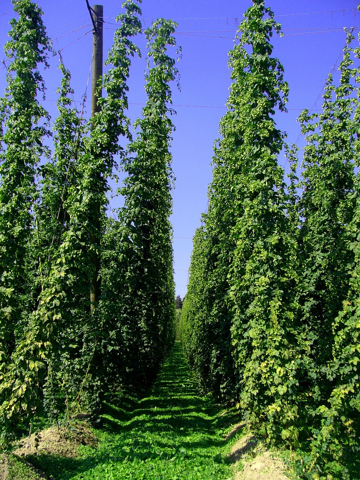 Holledau hallertau bavaria