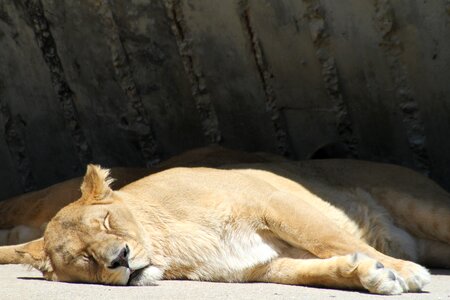 Sleeping tired photo