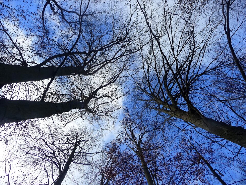 Crown sky winter