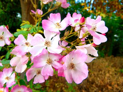 Forest floor spring spring flower photo