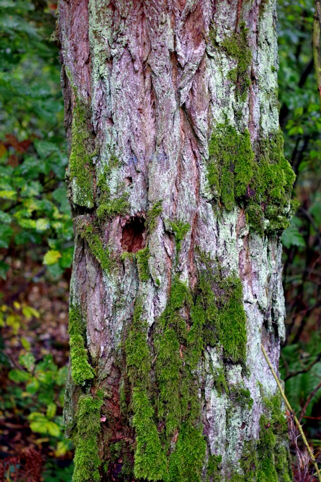 Moss trunk the bark