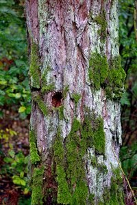 Moss trunk the bark photo