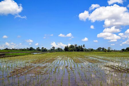 Rice fields panorama landscape