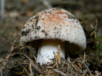 Litter nature mushroom