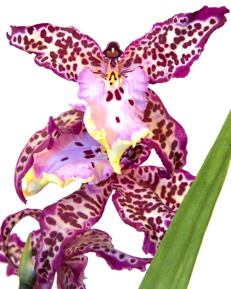 Flower blossom bloom