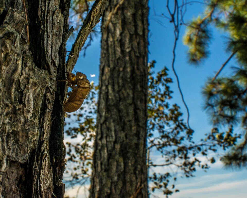 Natural tree environment