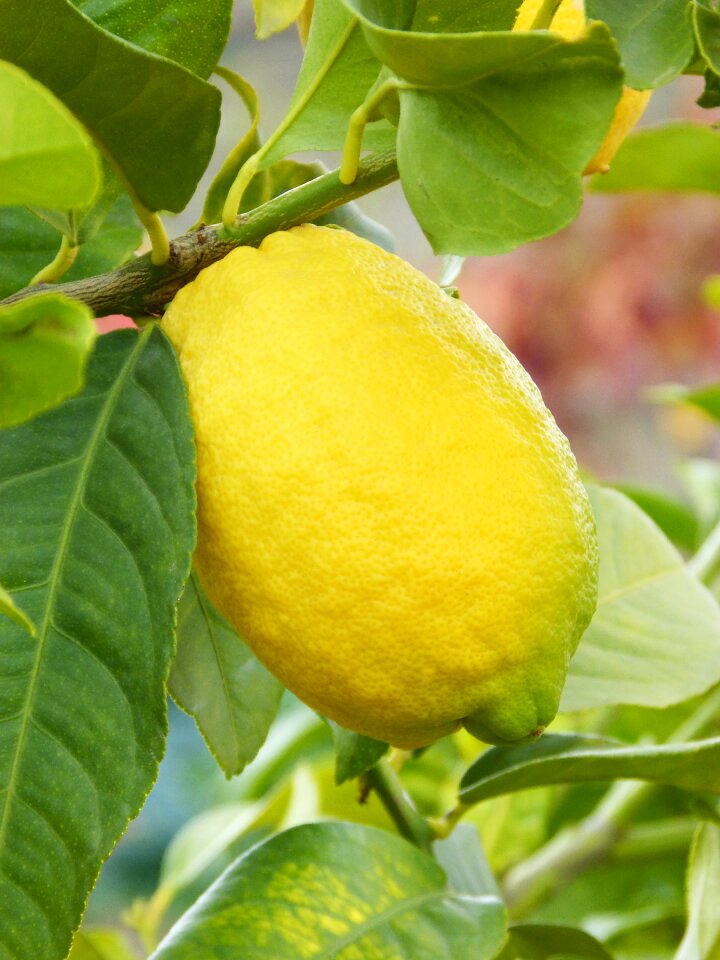 Citric fruit mediterranean