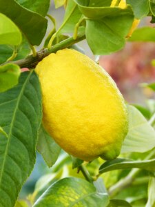 Citric fruit mediterranean
