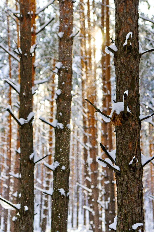 Winter forest nature winter landscape