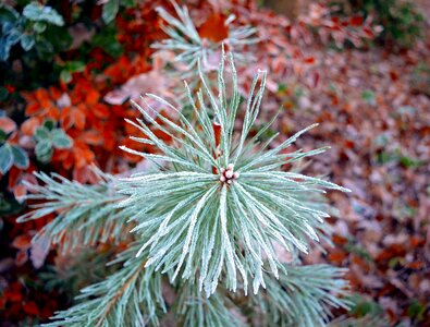 Pine branch frost frosty photo