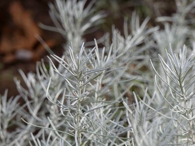Conifer silver plant
