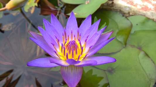 Violet purple lilies ao