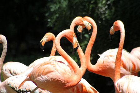 Animal colorido