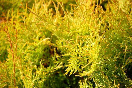 Tui bush forest evergreen
