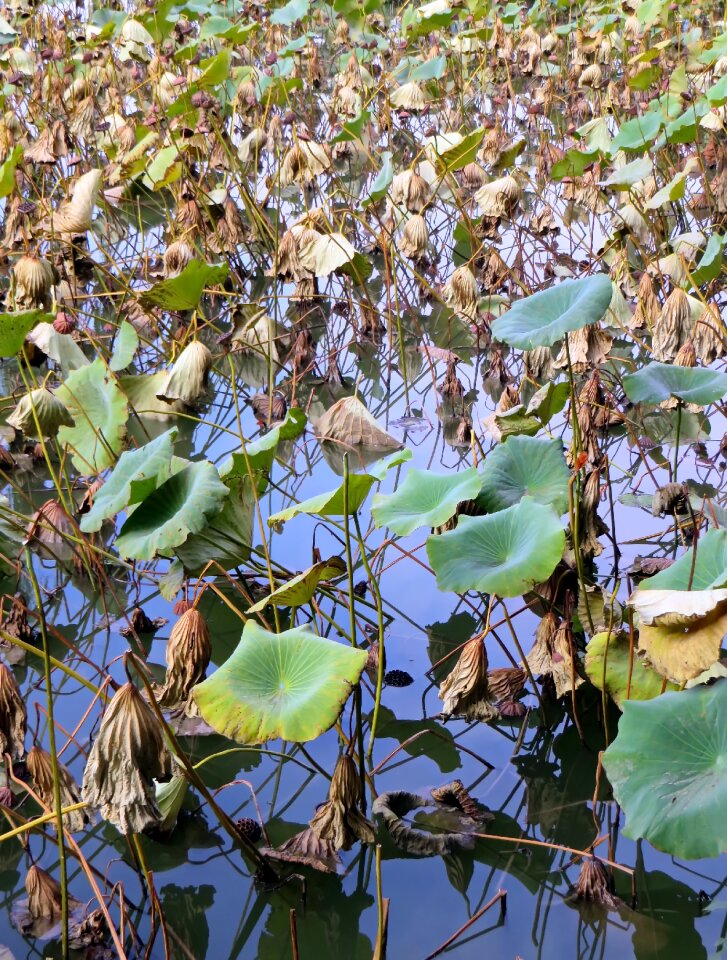 Water lily nymphaea caerulea aquatic plant