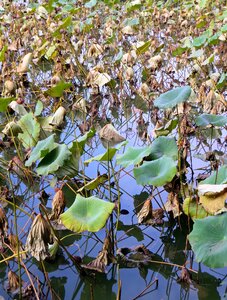 Water lily nymphaea caerulea aquatic plant photo