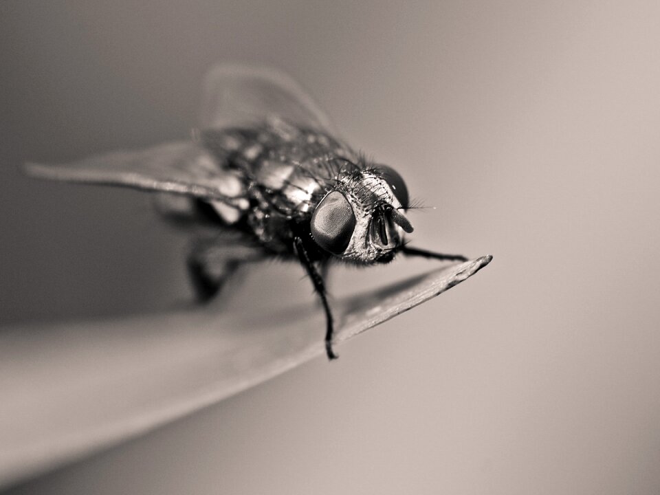 Insect macro black and white