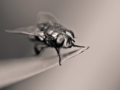 Insect macro black and white