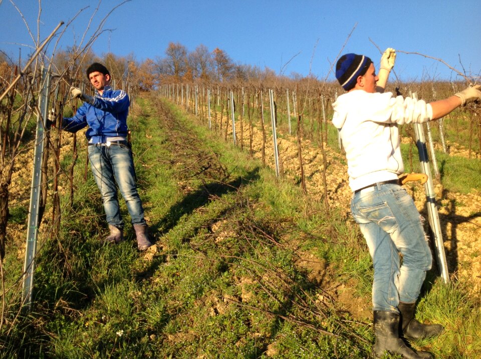 Wine grapes agriculture