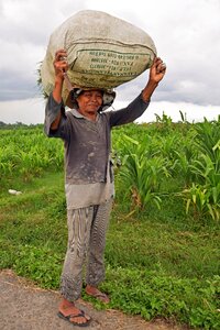 Rice fields agriculture farmer's wife