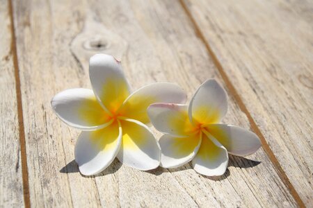 Vacations flowers frangipani photo