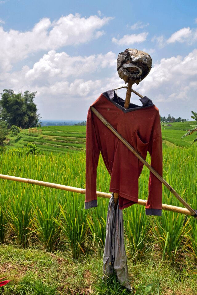 Travel rice fields scarecrow