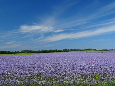 Distance purple meadow