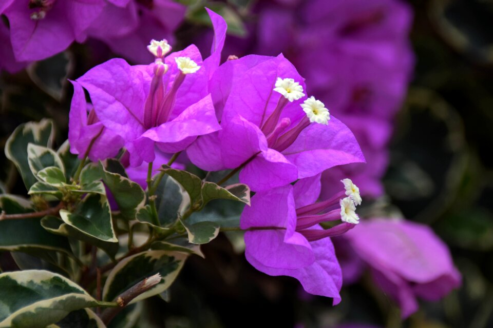 Flower blossom bloom