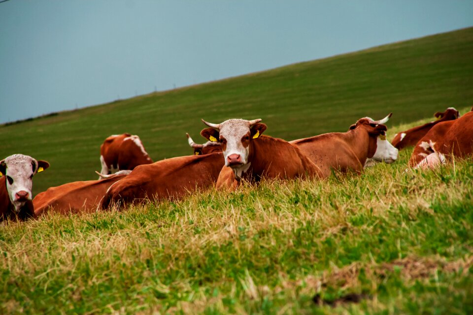 Mountains meadow pasture
