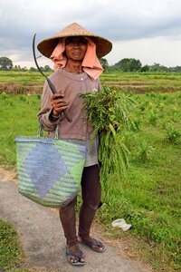 Rice fields agriculture farmer's wife