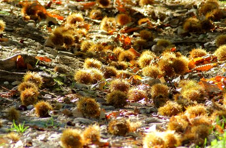 Prickly seeds forest floor photo