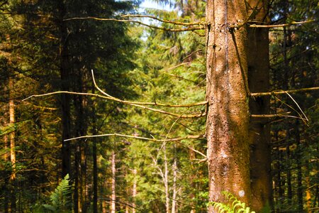 Black forest old fir tree