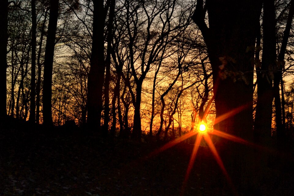 Abendstimmung evening sky forest