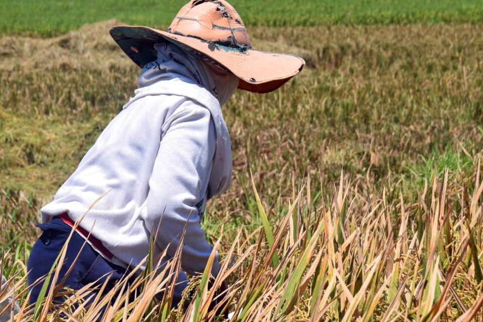 Rice fields harvest rice harvest