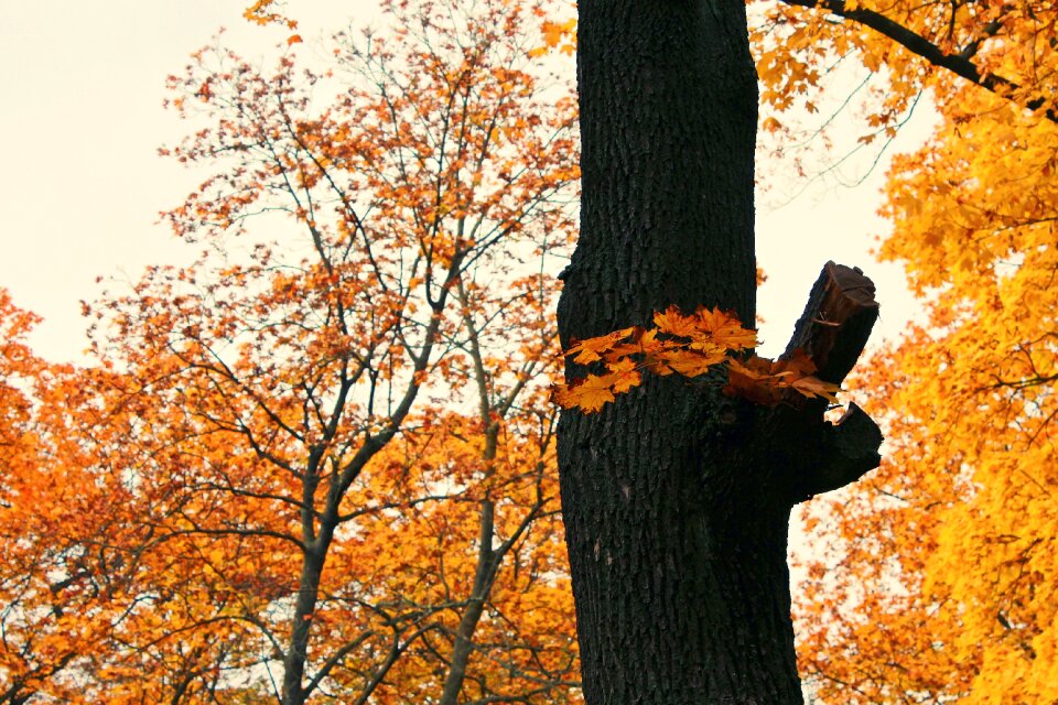 Tree forest mood